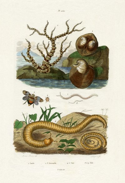 Isis Kor, 1833-39 af French School